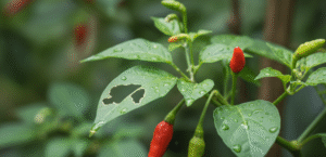 daun cabai berlubang dimakan ulat gayak